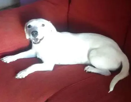 Cachorro ra a Vira lata idade 1 ano nome Bola
