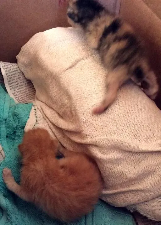 Gato ra a Sem raça  idade Abaixo de 2 meses nome Sem nome