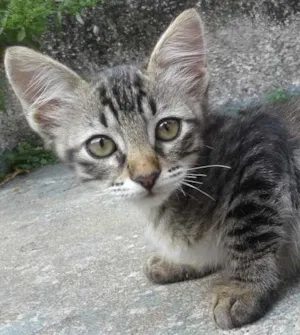 Gato raça  idade 2 a 6 meses nome sem nome