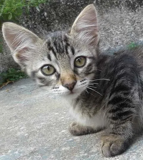 Gato ra a  idade 2 a 6 meses nome sem nome