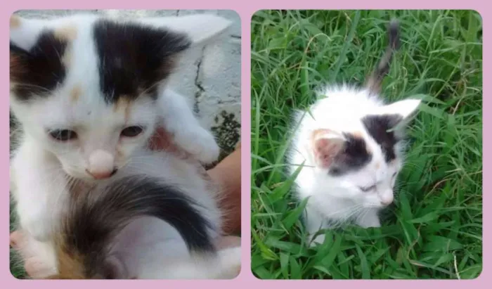 Gato ra a SRD idade Abaixo de 2 meses nome Cindy