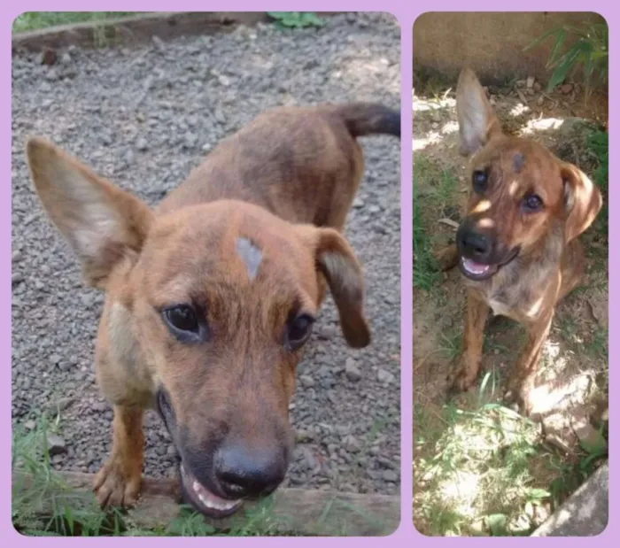 Cachorro ra a SRD idade 2 a 6 meses nome Cacau