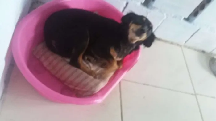 Cachorro ra a Mix pinscher idade 4 anos nome Nina