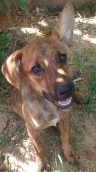 Cachorro ra a SRD idade 2 a 6 meses nome Cacau