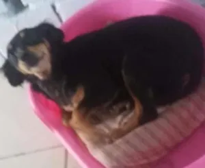 Cachorro raça Mix pinscher idade 4 anos nome Nina