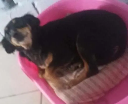 Cachorro ra a Mix pinscher idade 4 anos nome Nina