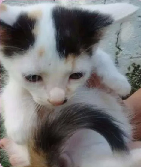 Gato ra a SRD idade Abaixo de 2 meses nome Cindy