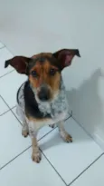 Snoopy José