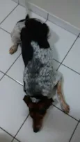 Snoopy José