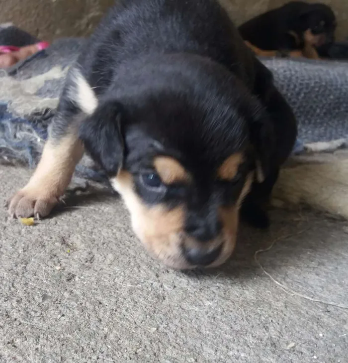 Cachorro ra a Não são de raça  idade Abaixo de 2 meses nome Sem nome