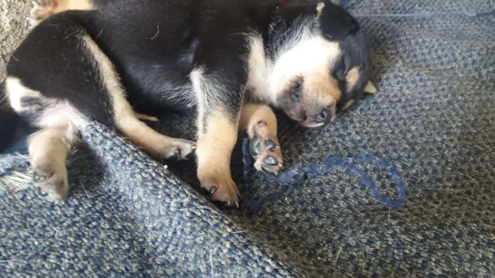 Cachorro ra a Não são de raça  idade Abaixo de 2 meses nome Sem nome