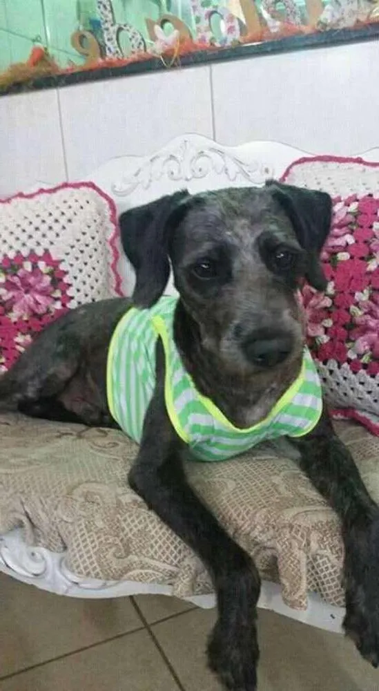 Cachorro ra a Mix Poodle idade 2 anos nome Hachi