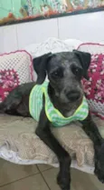 Hachi