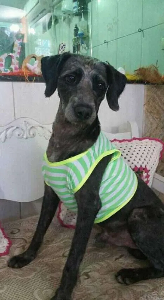 Cachorro ra a Mix Poodle idade 2 anos nome Hachi