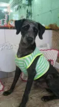 Hachi