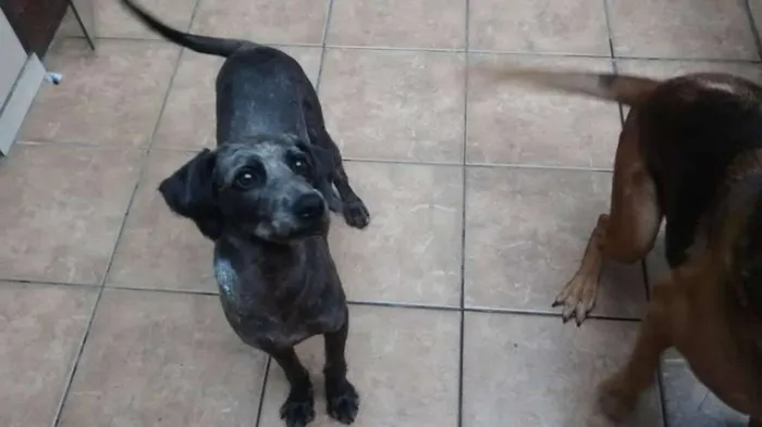 Cachorro ra a Mix Poodle idade 2 anos nome Hachi