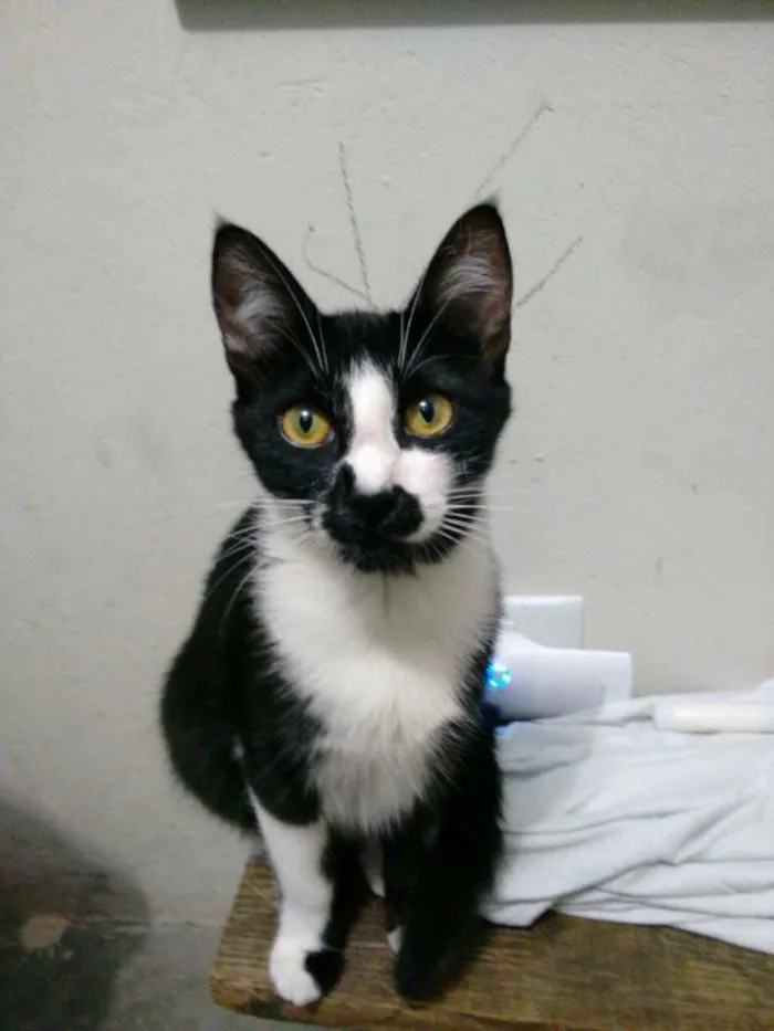 Gato ra a Preta e branca idade 1 ano nome Nega