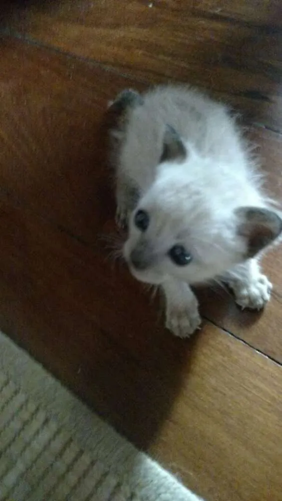 Gato ra a ? idade Abaixo de 2 meses nome ñ tem ainda