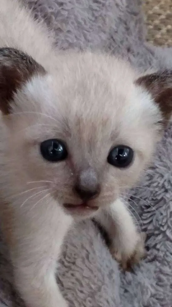 Gato ra a ? idade Abaixo de 2 meses nome ñ tem ainda