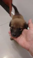 Cacau