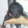 Adote filhotes
