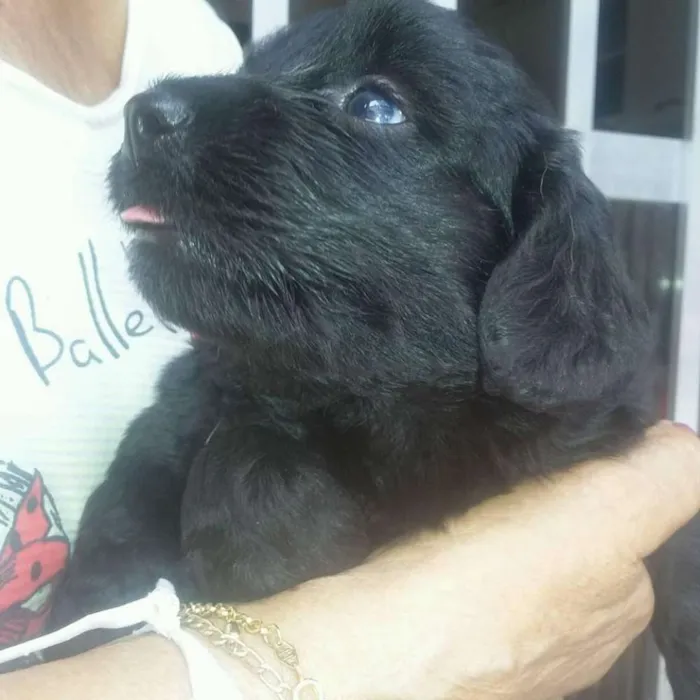 Cachorro ra a Mestiço idade Abaixo de 2 meses nome Adote filhotes