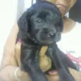 Adote filhotes