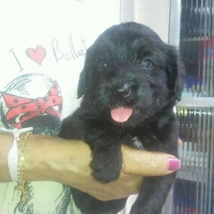 Cachorro ra a Mestiço idade Abaixo de 2 meses nome Adote filhotes