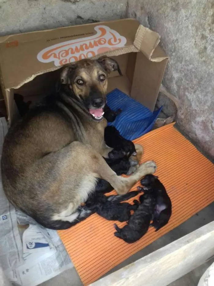 Cachorro ra a Mestiço idade Abaixo de 2 meses nome Adote filhotes