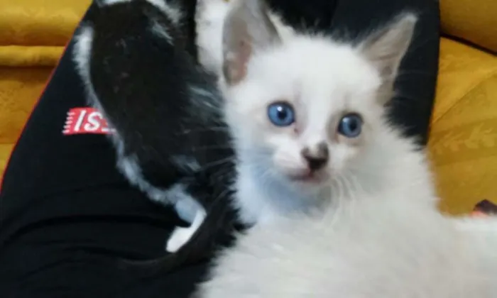 Gato ra a Vira lata idade Abaixo de 2 meses nome Sem nome