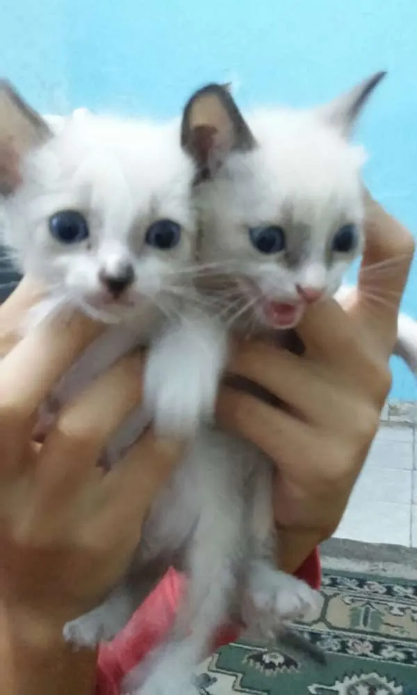 Gato ra a Vira lata idade Abaixo de 2 meses nome Sem nome
