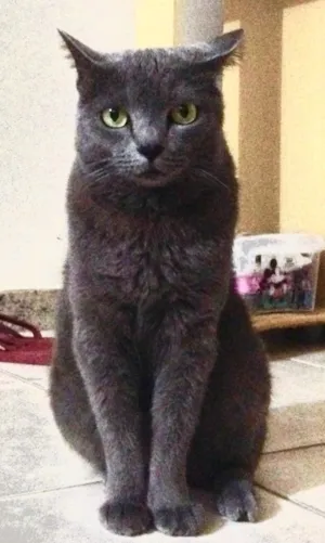 Gato raça Chartreux idade 5 anos nome Pandora
