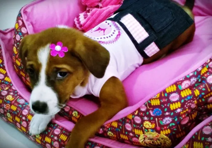 Cachorro ra a SRD idade Abaixo de 2 meses nome FLOR