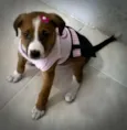 FLOR