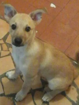 Cachorro raça srd idade 2 a 6 meses nome lucas