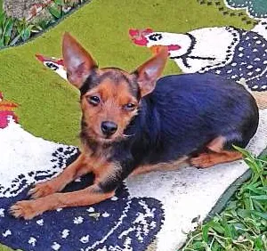 Cachorro raça mistura com pintcher idade 3 anos nome zulu