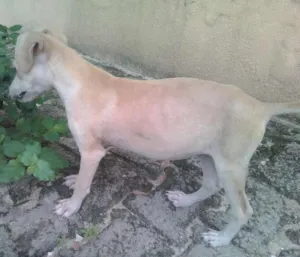 Cachorro raça  idade 7 a 11 meses nome mono y manchas 