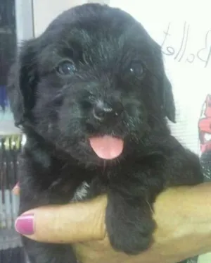Cachorro raça Mestiço idade Abaixo de 2 meses nome Adote filhotes