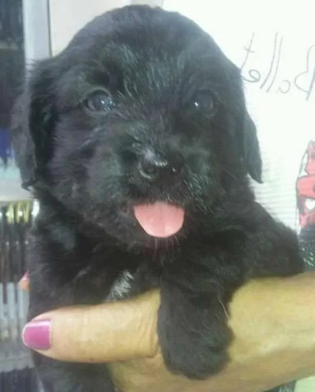 Cachorro ra a Mestiço idade Abaixo de 2 meses nome Adote filhotes