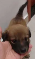Cacau