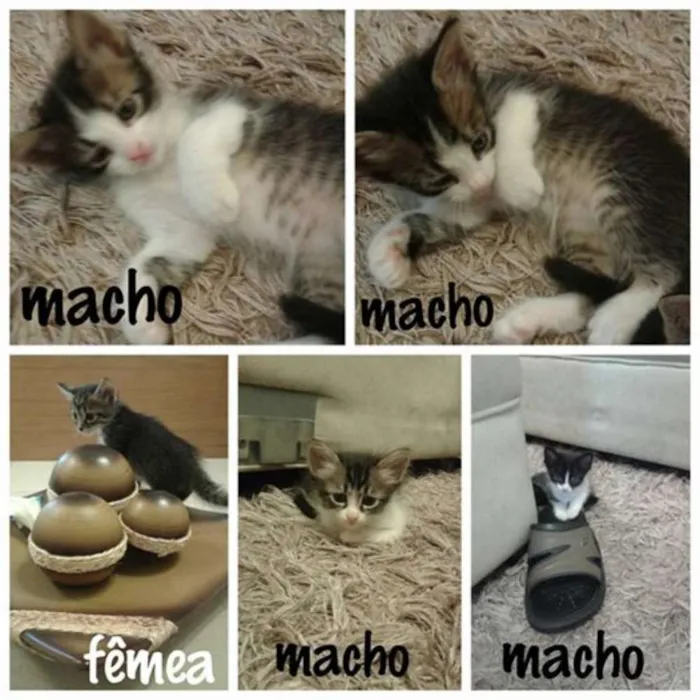Gato ra a SRD idade Abaixo de 2 meses nome FILHOTES