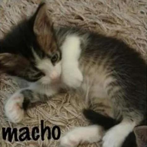 Gato ra a SRD idade Abaixo de 2 meses nome FILHOTES