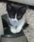 Gato ra a SRD idade Abaixo de 2 meses nome FILHOTES