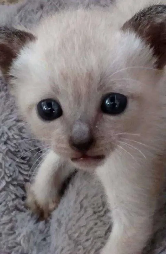 Gato ra a ? idade Abaixo de 2 meses nome ñ tem ainda