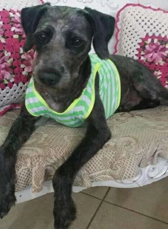 Cachorro ra a Mix Poodle idade 2 anos nome Hachi