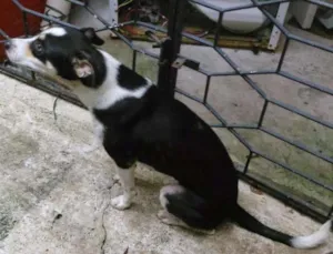 Cachorro raça Vira lata idade 1 ano nome Button