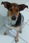 Snoopy José