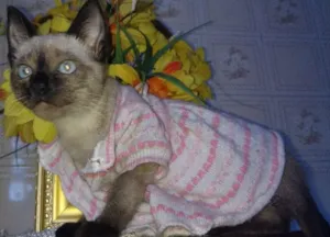 Gato raça Srd idade 2 a 6 meses nome Sophie