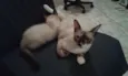 Nina