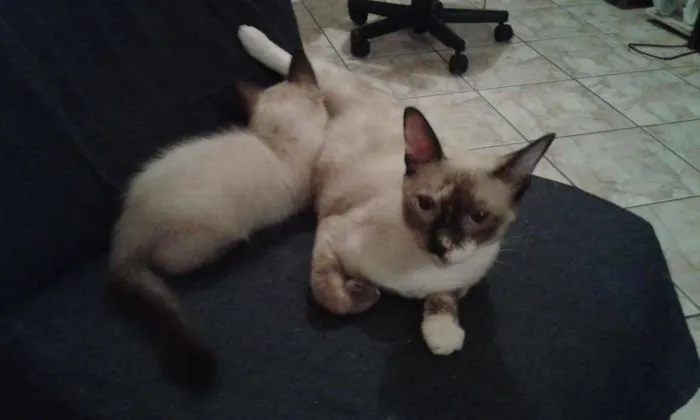 Gato ra a Siamês idade 7 a 11 meses nome Nina